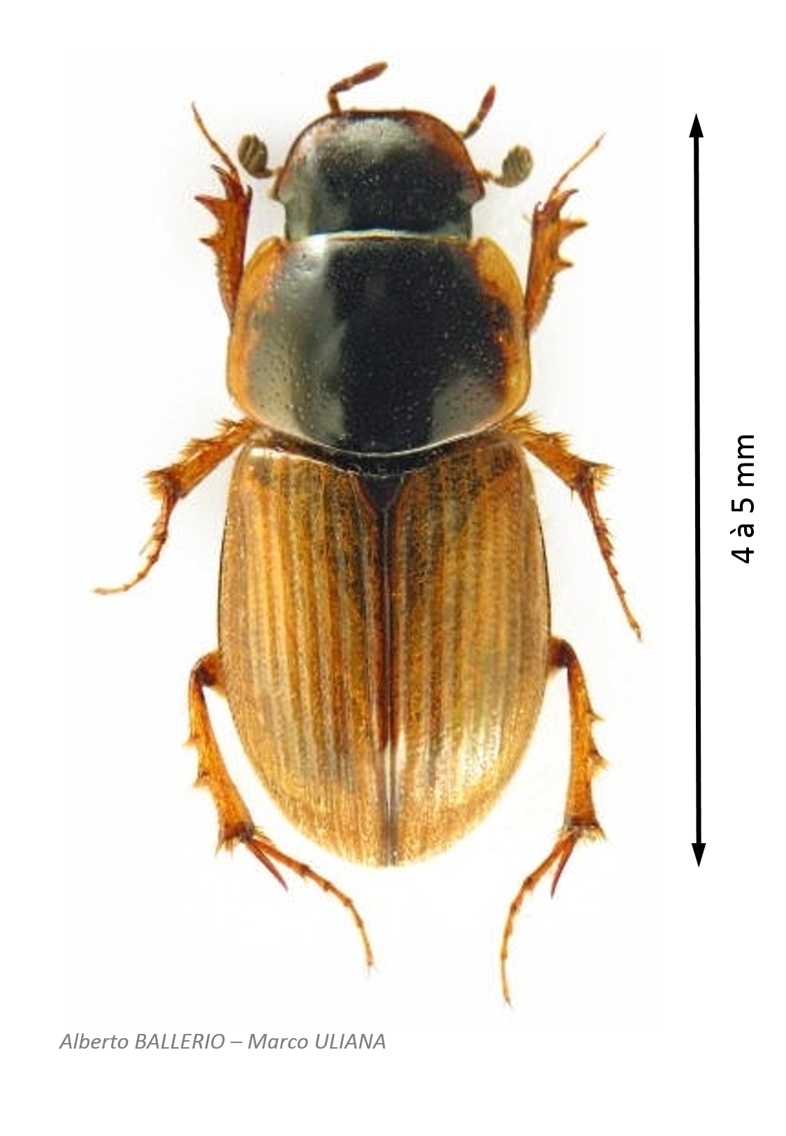 Melinopterus reyi.png